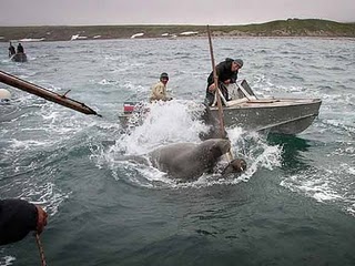 Чукотка охота на китов