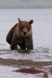 Камчатский бурый медведь (охота на лосося)